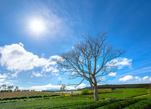 Magányos fa a mezei évszakban levél tea helyett reggel, amikor a nap süt le békés vidéken - Fotó, kép