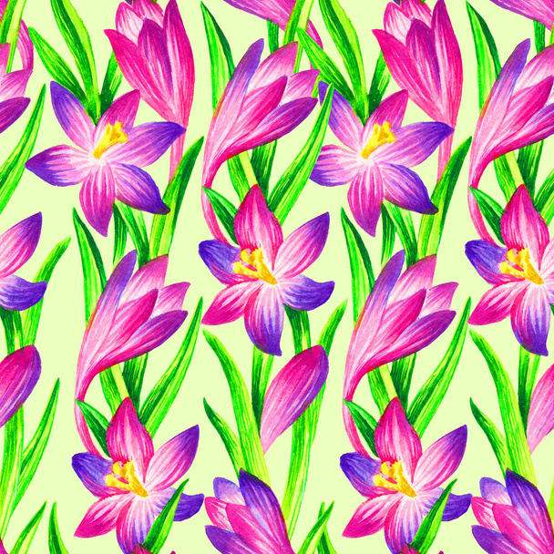 Pink crocus seamless pattern, hand paint watercolor illustration, template for textile, wallpaper, wrapping paper - Valokuva, kuva