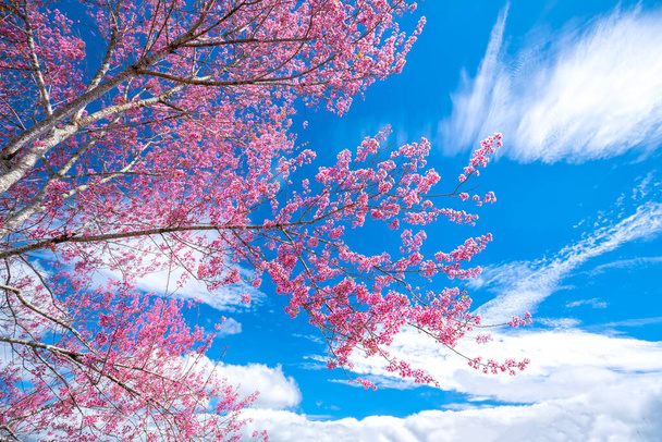 Kirsikka aprikoosi oksat kukkivat keväällä auringonpaiste vaikuttava sininen taivas
 - Valokuva, kuva