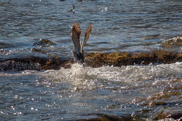 Samice divoké kachny v letu - Fotografie, Obrázek
