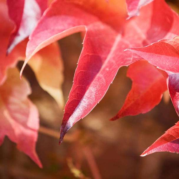 Boston ivy red leaves,close-up - Photo, Image