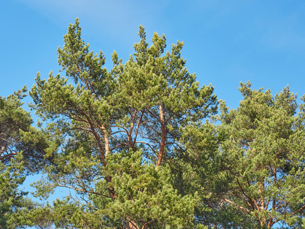 pine trees in the park. Spring - Foto, Imagem