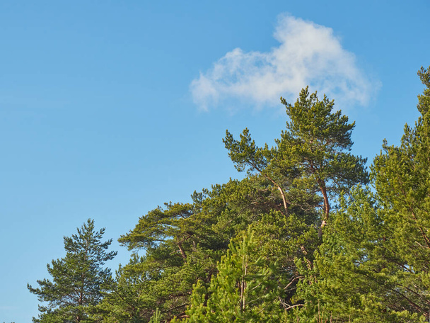 pine trees in the park. Spring - Fotó, kép