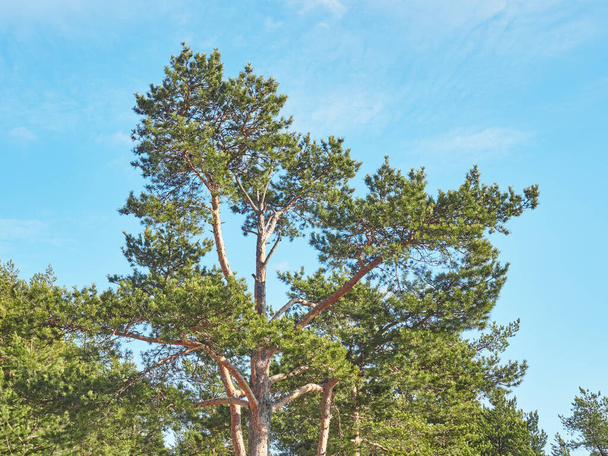 pine trees in the park. Spring - Photo, Image
