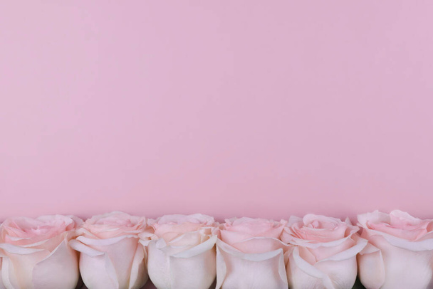 large real roses at the bottom on a pink background - Foto, Imagem