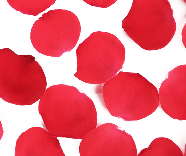 Red rose petals. - Photo, Image