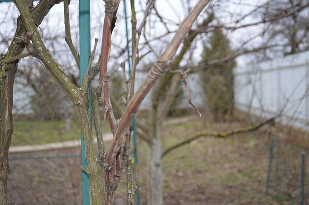 Виноград ранней весной простирается над пологом
 - Фото, изображение