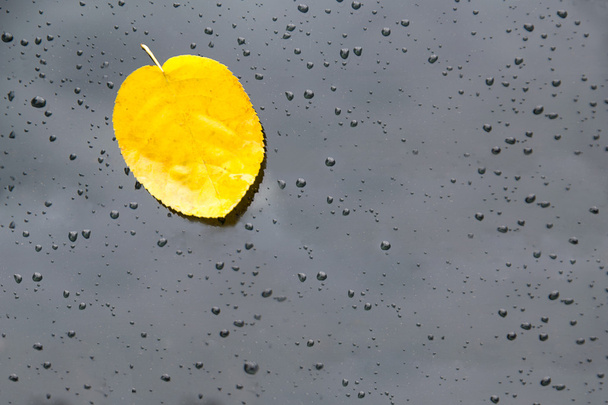 Жовтий лист на мокрій склянці
 - Фото, зображення