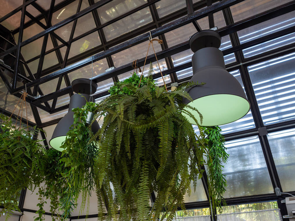Helecho verde en olla colgante cerca de la decoración de la luz del techo en la cafetería
. - Foto, Imagen