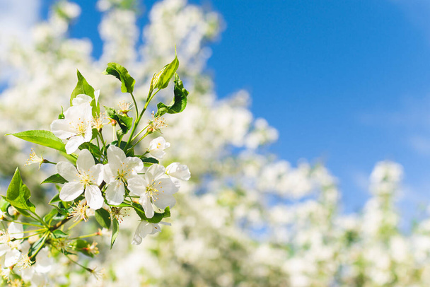 Ramas de árbol floreciente de manzana o sakura primer plano. Enfoque selectivo. Espacio de copia de marco horizontal
 - Foto, imagen