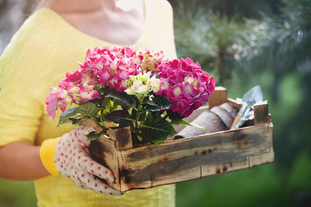 Crop unrecognizable female in yellow blouse and gloves carrying wooden box with blooming flowers and tools while working in garden in summer day - Photo, Image