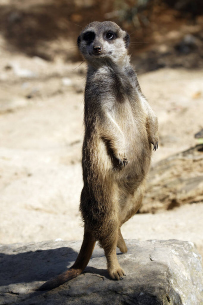 Meerkat animal, suricate, small mongoose - Photo, Image