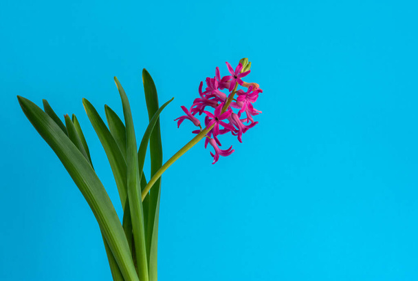 Creativo. Il fiore di giacinto cresce in una tazza con un cuore contro uno sfondo azzurro classico. A casa. Tonica alla moda classico colore blu dell'anno 2020
. - Foto, immagini