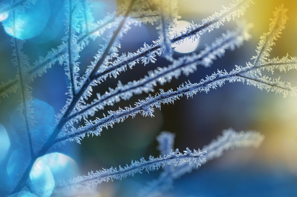 Árbol congelado
 - Foto, Imagen