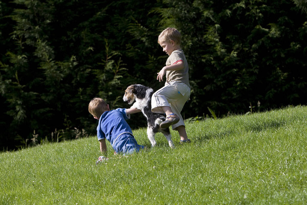 Lankatukkainen kettuterrieri, pojat leikkivät koiran kanssa
   - Valokuva, kuva