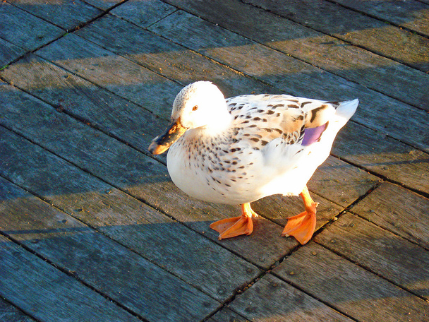 White hybrid duck waddling by - Photo, Image