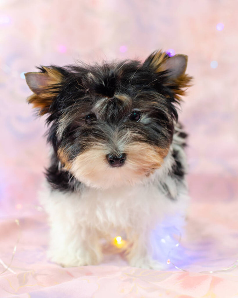 Two month old puppy Biewer-Yorkshire Terrier on a pink floral background. A puppy is looking at camera. Too cute - Photo, Image