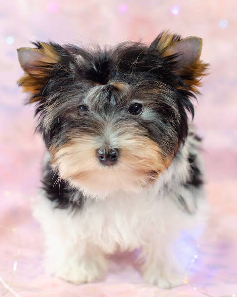 Two month old puppy Biewer-Yorkshire Terrier on a pink floral background. A puppy is looking at camera. Too cute - Photo, Image
