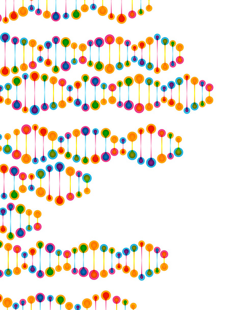 Estructura de la molécula de ADN
 - Vector, imagen