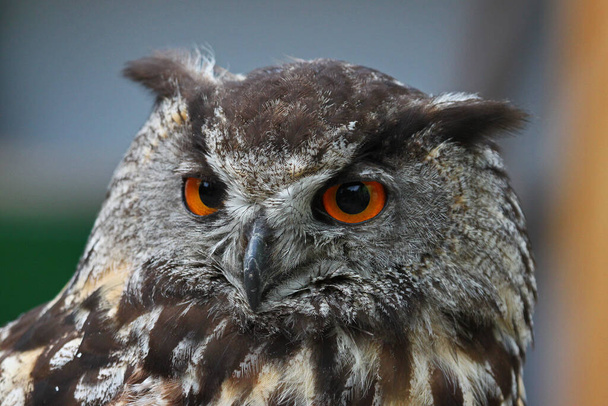close up of a head of a big owl - Фото, изображение