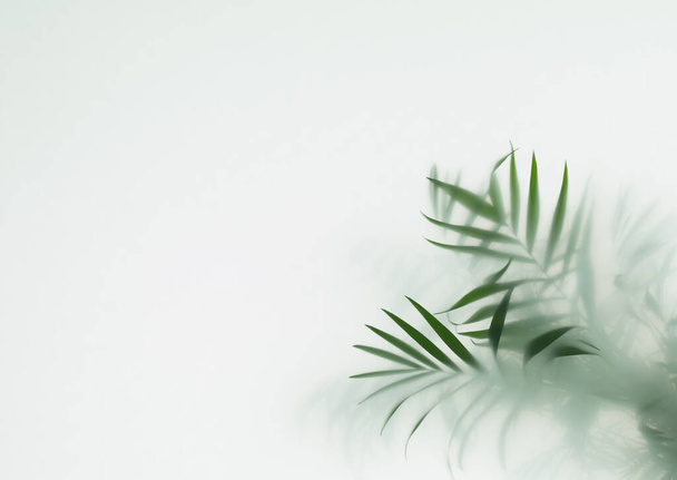palm tree leaves in fog, selective focus - Photo, Image