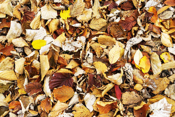 Contexto. Floresta de outono. Folhas amarelas, vermelhas e marrons caídas deitadas no chão
 - Foto, Imagem