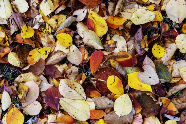 Contexte. Forêt d'automne. Feuilles jaunes, rouges et brunes tombées sur le sol
 - Photo, image