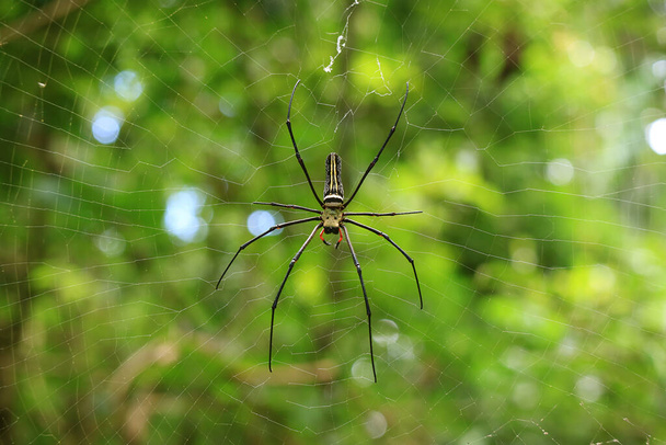 крупный паук в сети в национальном парке провинции Сарабури, Таиланд
 - Фото, изображение