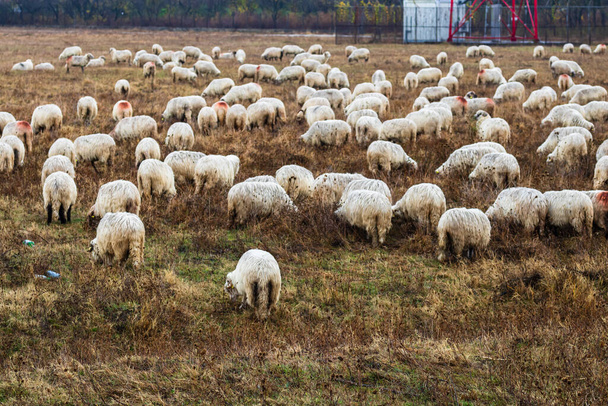 Много овец пасутся на сухом поле
. - Фото, изображение