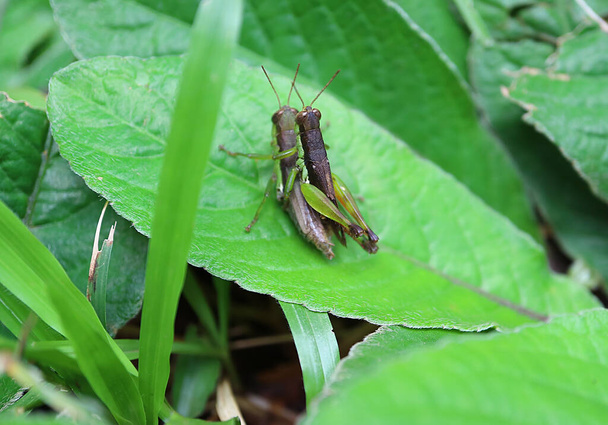 Κοντινό πλάνο του ζευγαριού Grasshopper που κάνει έρωτα σε φωτεινό πράσινο φύλλο στο τροπικό τροπικό δάσος της Ταϊλάνδης - Φωτογραφία, εικόνα