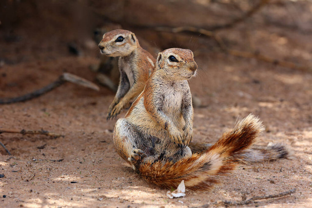 The Cape ground squirrel (Xerus inauris), a young individual sneezes a resting mother.Two sguirel in desert sand. - Photo, Image