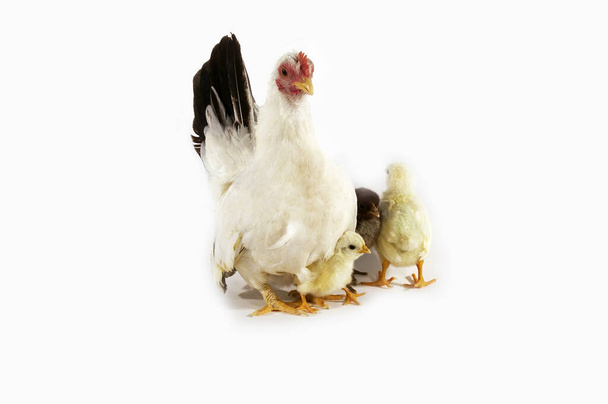 Nagasaki Domestic Chicken, Hen and Chicks against White Background   - Photo, Image