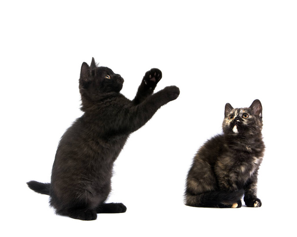 Zwarte en Zwarte Schildpad-shell Britse Stenografisch Domestic Kat, 2 Maanden Oude Kittens spelen tegen Witte Achtergrond    - Foto, afbeelding
