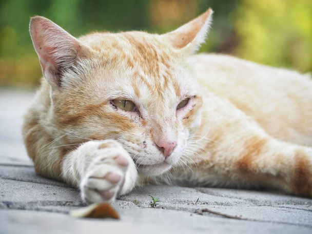 Hermosa de jengibre amarillo gato
 - Foto, Imagen