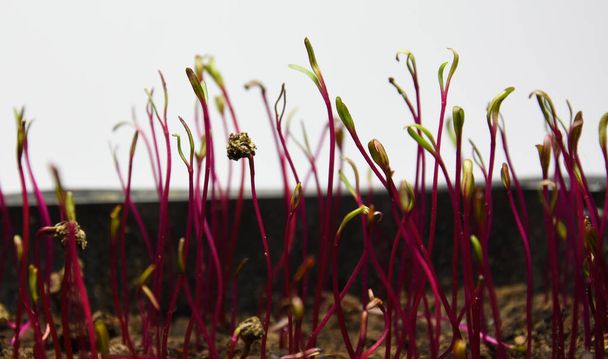 Microgreens λαχανικά σε γλάστρες σε εσωτερικούς χώρους σε γκρι φόντο - Φωτογραφία, εικόνα