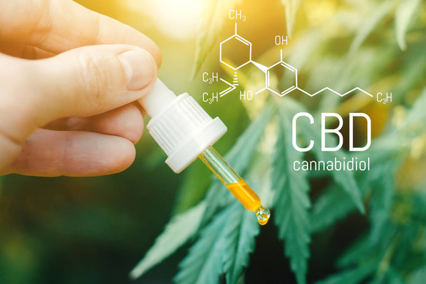 Формула Cbd Cannabidiol, красиве тло зеленого конопеля Cbd олії. Концепція вирощування марихуани, канабісу, легалізації, лікарської альтернативної медицини. - Фото, зображення