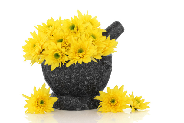 квіти хризантеми
 - Фото, зображення