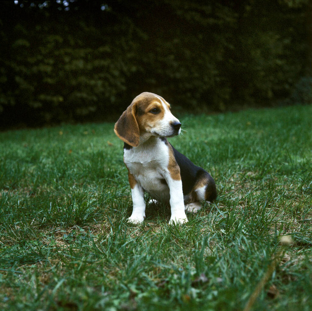 Beagle Dog, Pup zittend op gras   - Foto, afbeelding