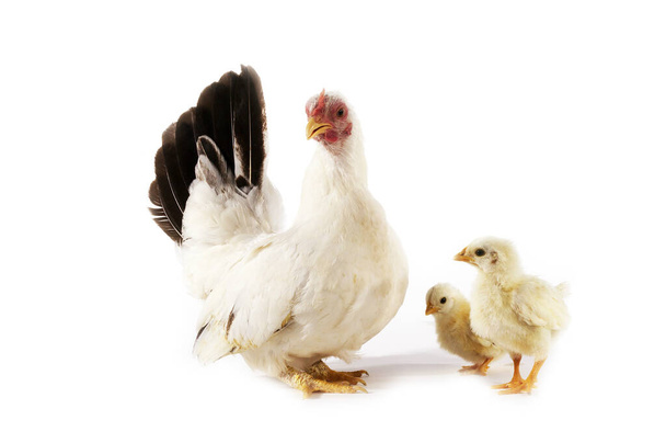 Nagasaki Domestic Chicken, Hen and Chicks against White Background   - Фото, зображення