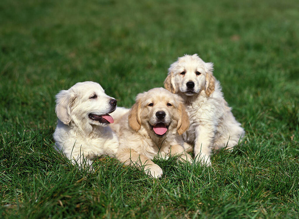 Golden Retriever Dog, Puppies álló fű   - Fotó, kép