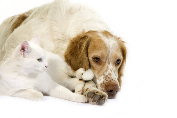 Γαλλικό σπάνιελ (χρώμα κανέλας) και άσπρη εγχώρια γάτα   - Φωτογραφία, εικόνα