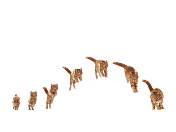 Gato doméstico de tabby rojo, gatito contra fondo blanco, secuencia de salto
   - Foto, imagen