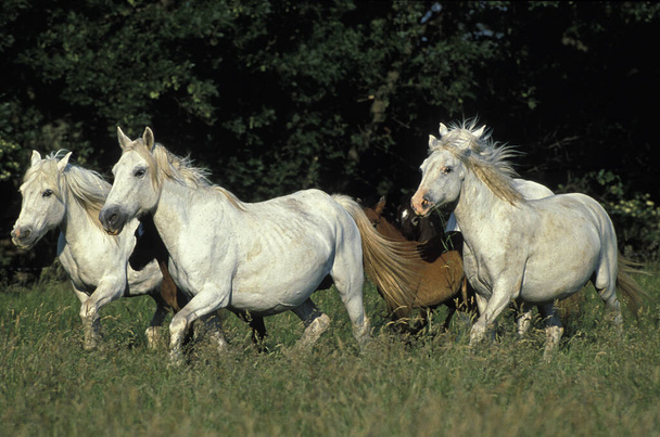 Camargue Horse, Herd Trotting, Saintes Maries de la Mer, Kaakkois-Ranska
   - Valokuva, kuva