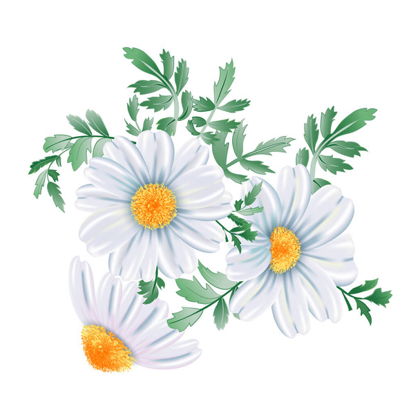 Beyaz papatya çiçekleri toplanmış, beyaz arka planda izole edilmiş. Vektör çiçek illüstrasyonu. - Vektör, Görsel