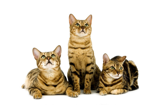 Brown Spotted Tabby and Brown Marbled Tabby Bengal Domestic Cat at the White Background   - Фото, зображення