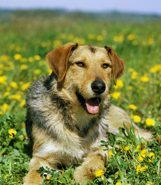 Pose de chien sur les pissenlits en fleurs
    - Photo, image