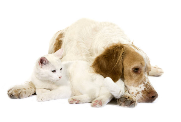 Κανέλα Χρώμα γαλλική Spaniel αρσενικό σκυλί και άσπρο οικόσιτο γάτα  - Φωτογραφία, εικόνα