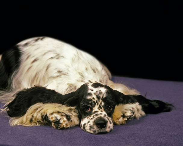 Amerikkalainen cockerspanieli, koiran lepo
   - Valokuva, kuva