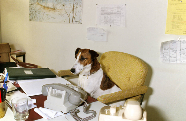 Smooth Haid Fox Terrier, Σκύλος στο γραφείο   - Φωτογραφία, εικόνα