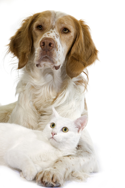 Cinnamon Color French Spaniel Male Dog and White Domestic Cat  - 写真・画像